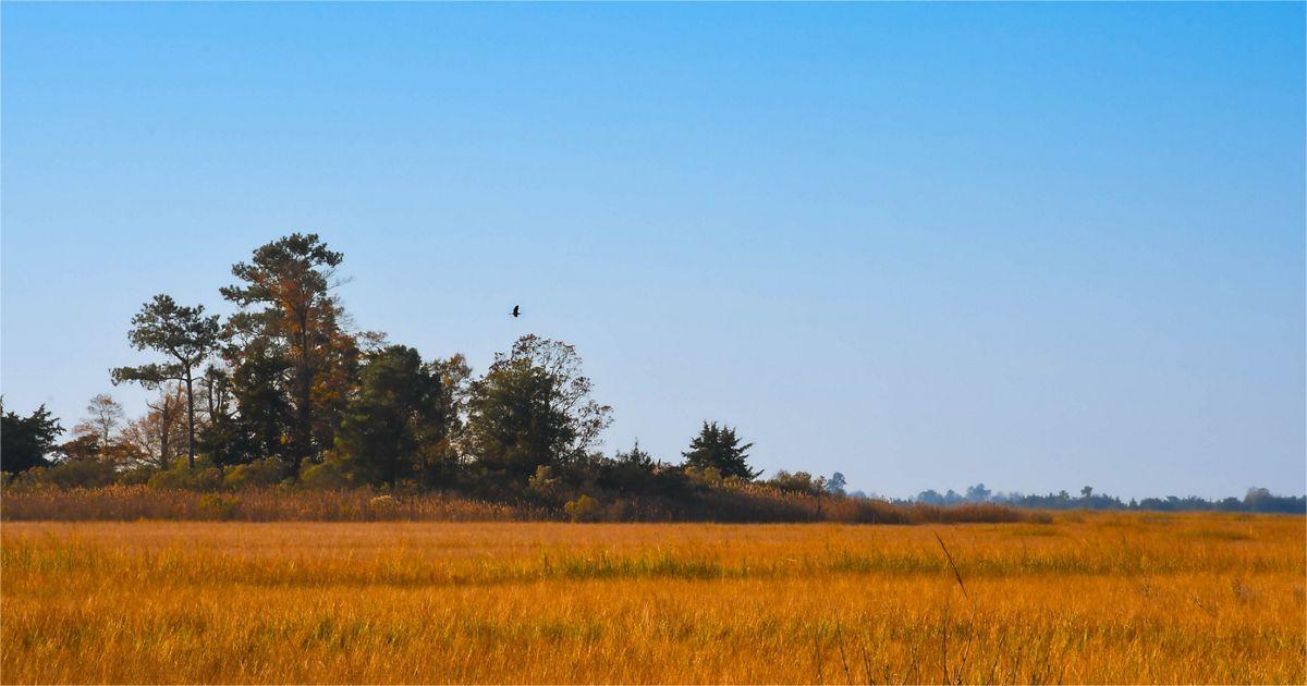 secrets-of-bird-migration-in-delawares-climate-research