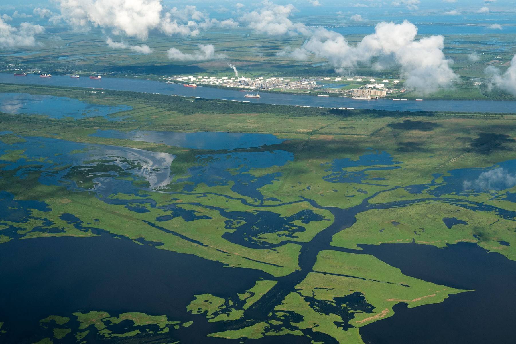 secrets-of-bird-migration-in-louisianas-mississippi-river-delta