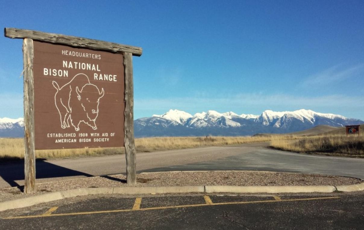 secrets-of-bird-monitoring-at-montanas-national-bison-range