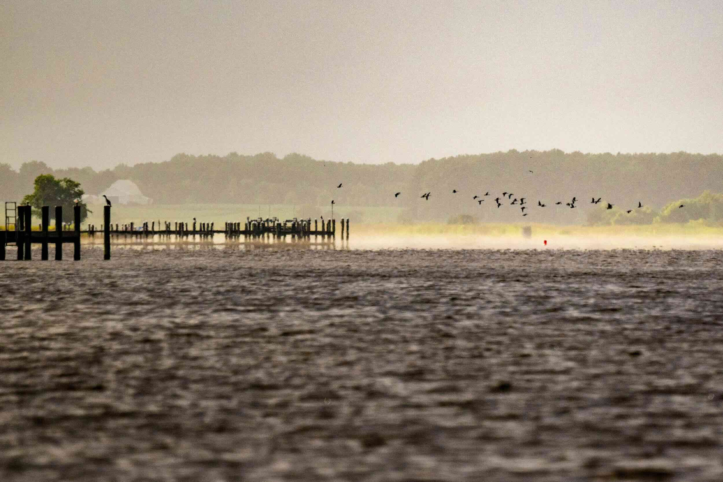 secrets-of-bird-population-study-sites-in-marylands-chesapeake-bay-program