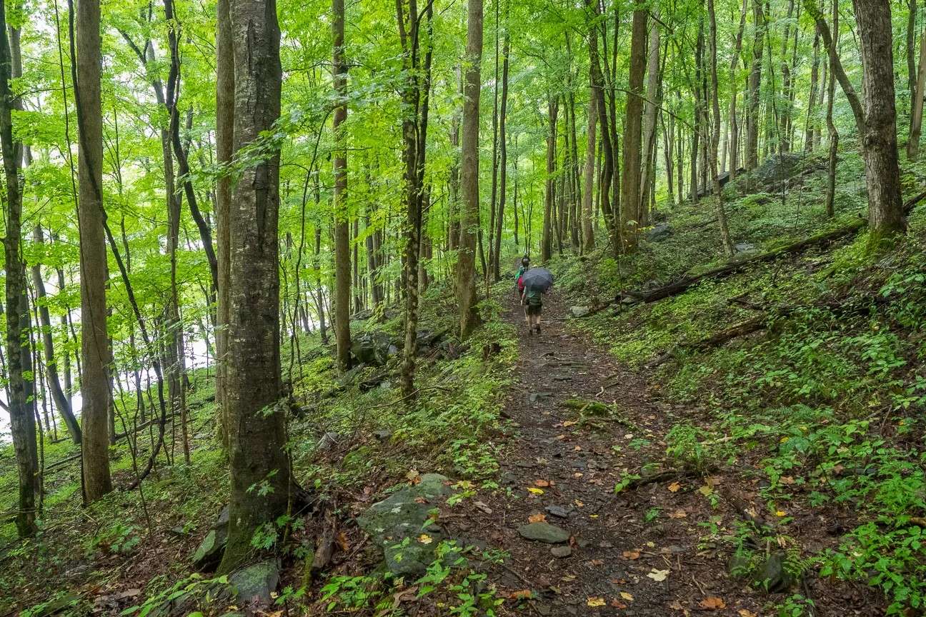 secrets-of-black-bear-paths-in-tennessees-joyce-kilmer-slickrock-wilderness