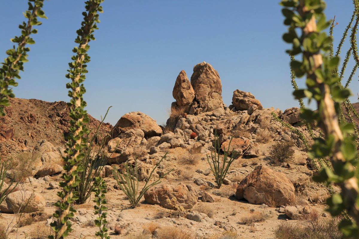 secrets-of-californias-desert-ecosystem-restoration