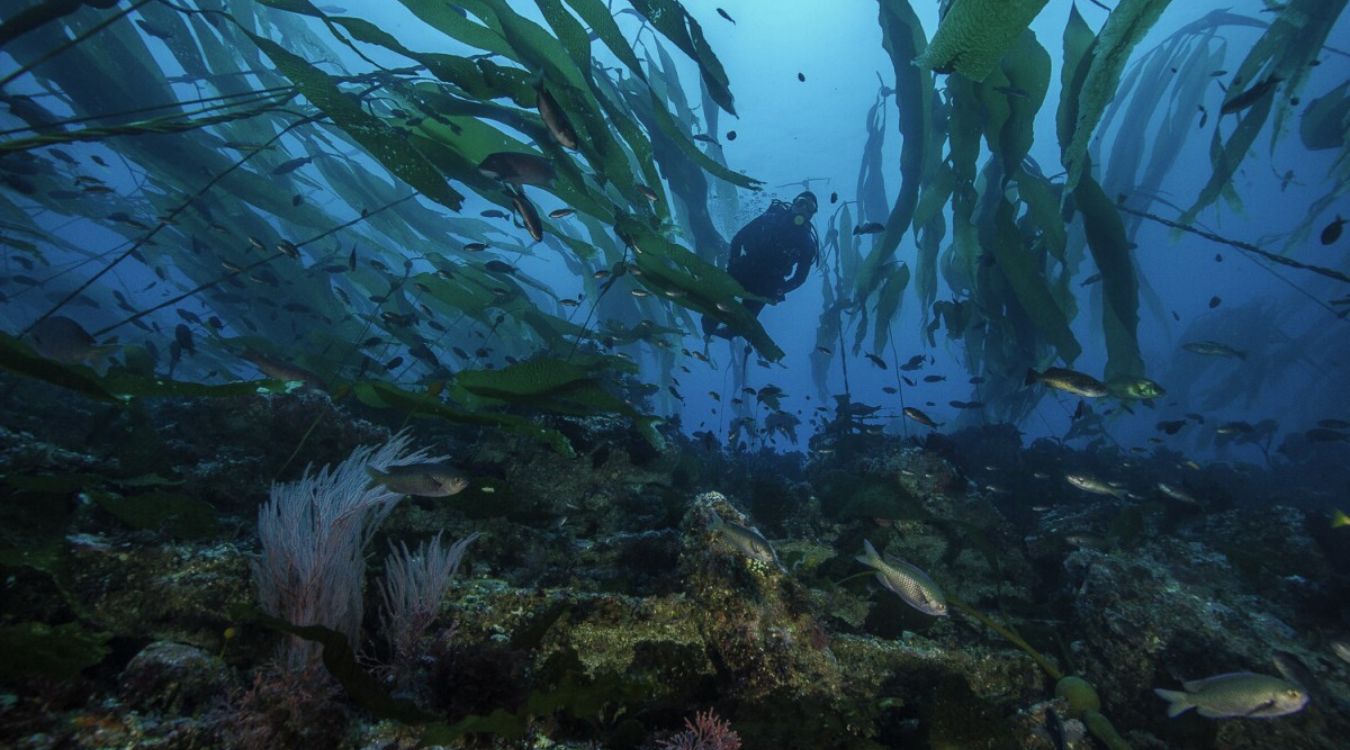 secrets-of-californias-marine-research-programs
