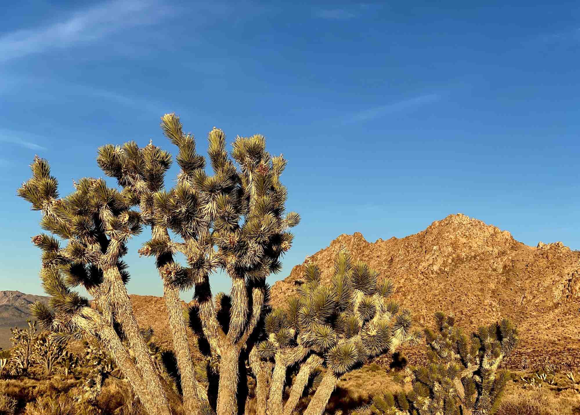 secrets-of-californias-mojave-research-stations