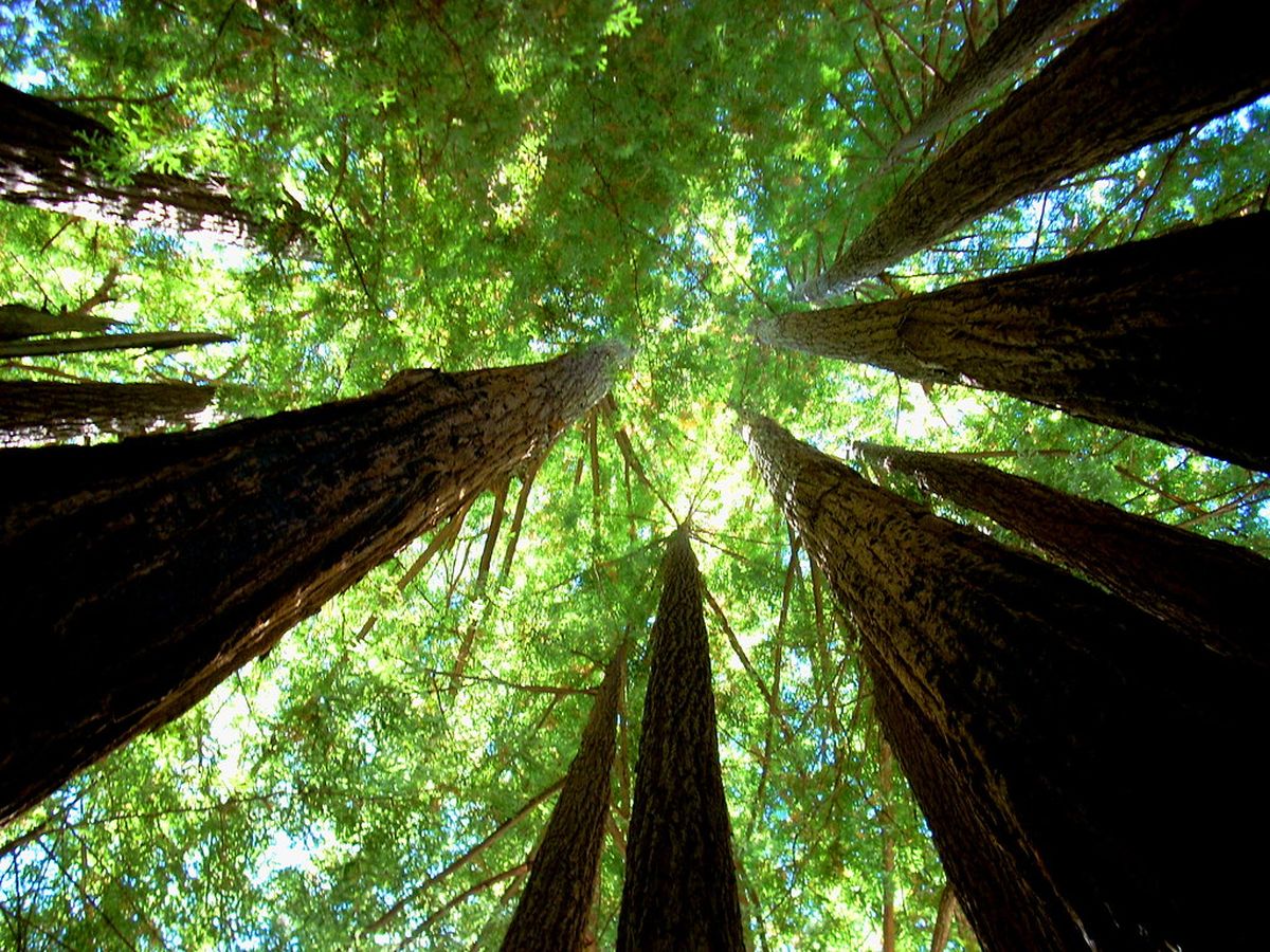 secrets-of-californias-redwood-cathedral-groves