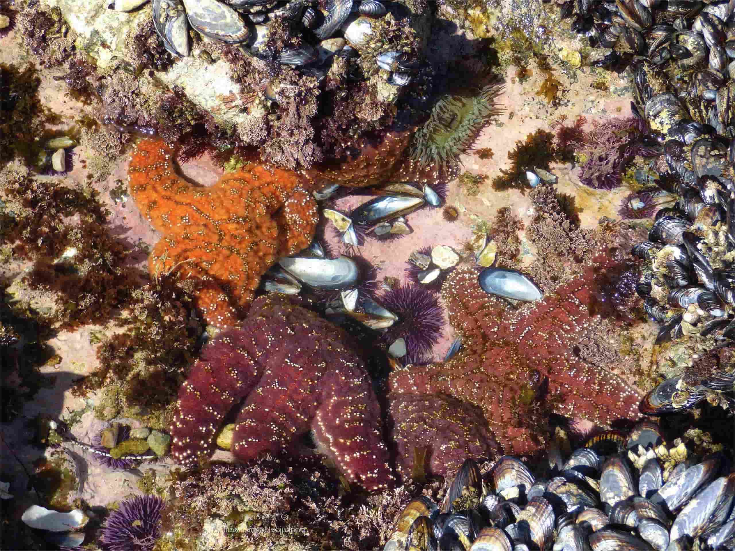 secrets-of-californias-tidal-pools-at-crystal-cove-state-park