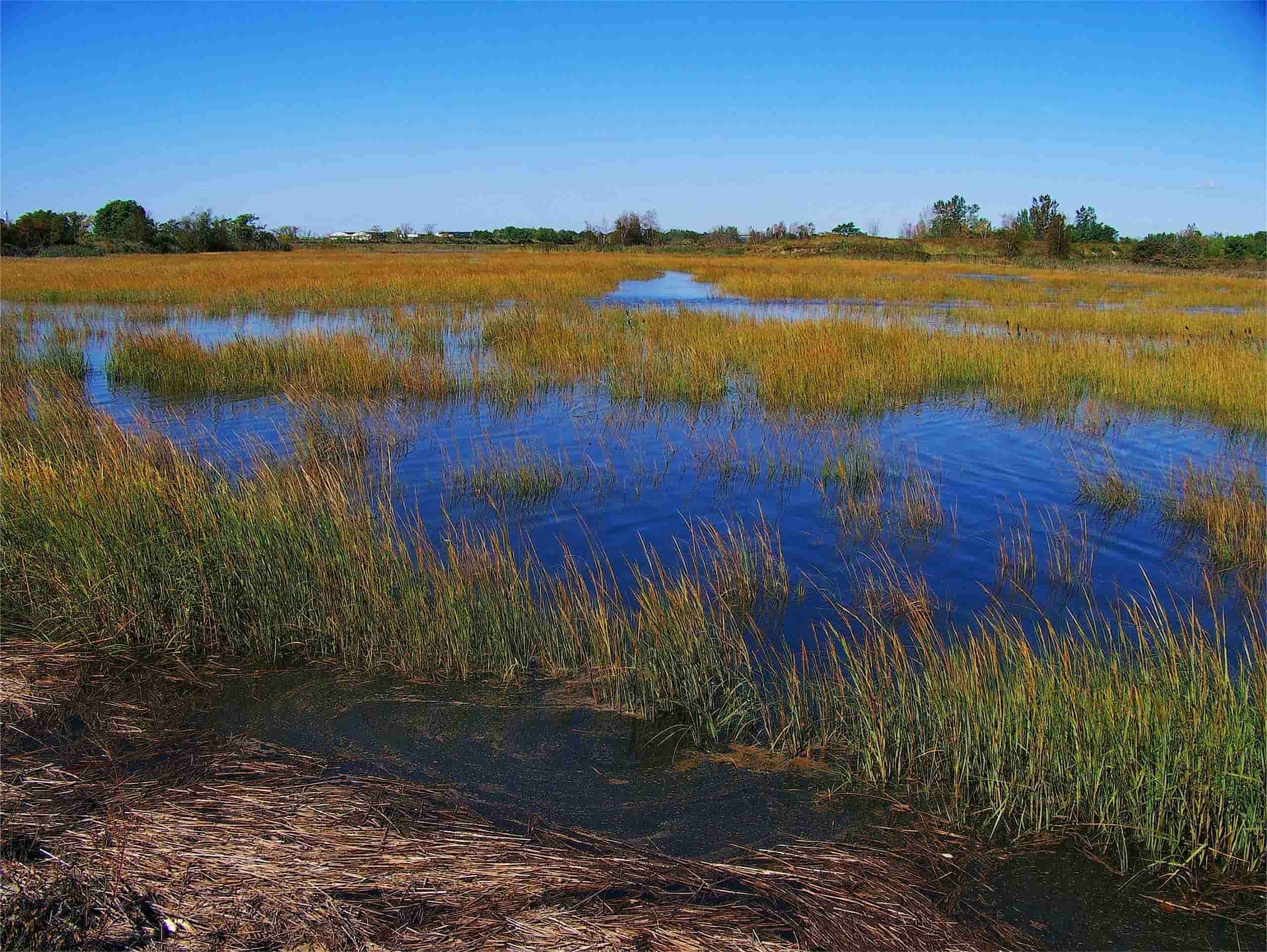 secrets-of-connecticuts-coastal-marshes