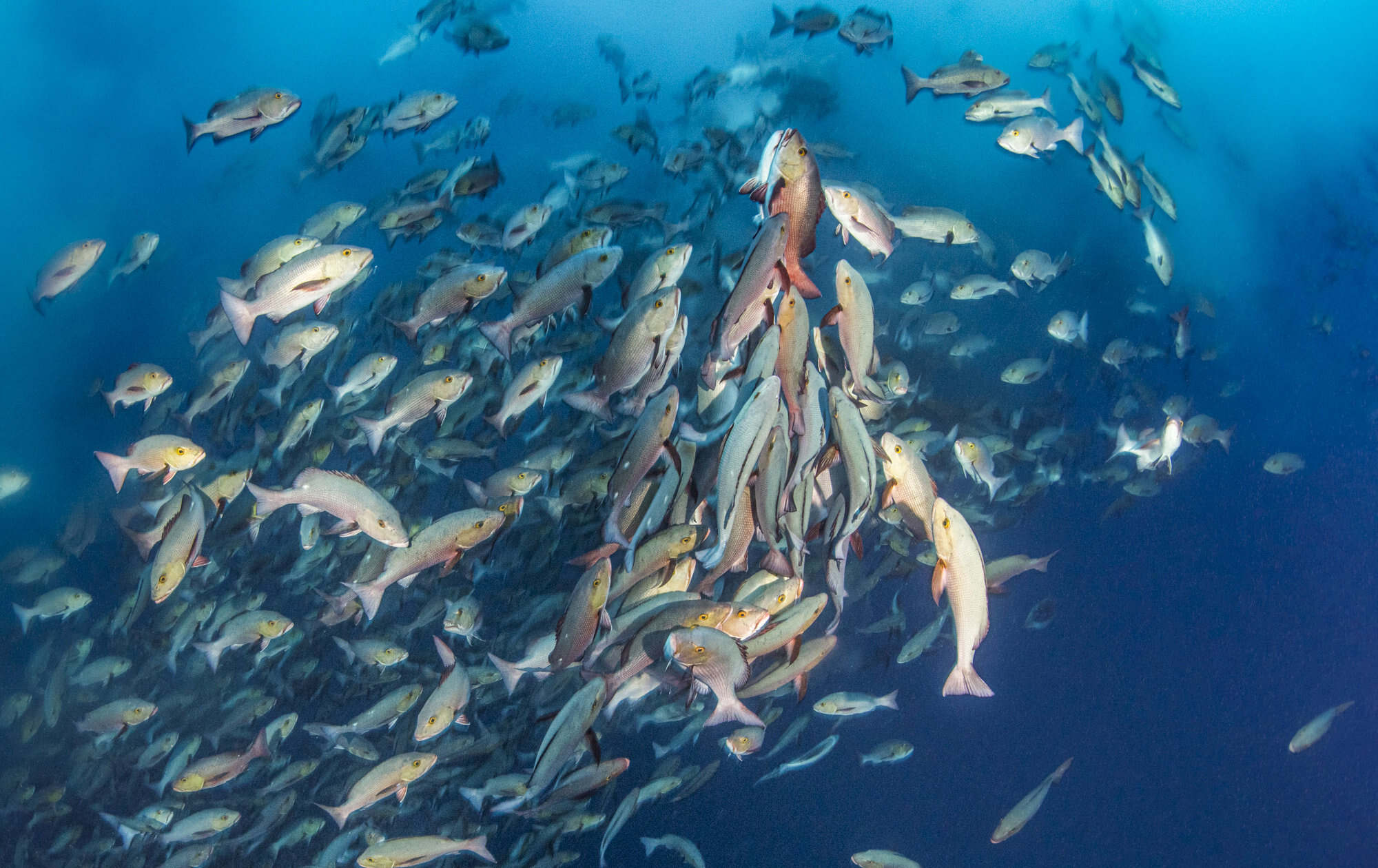 secrets-of-coral-reef-fish-spawning-in-palaus-german-channel