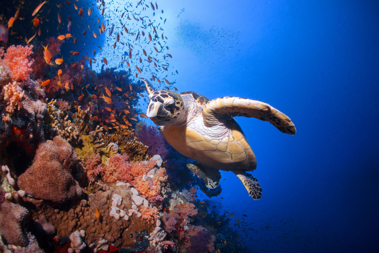 secrets-of-coral-spawning-at-palaus-blue-corner