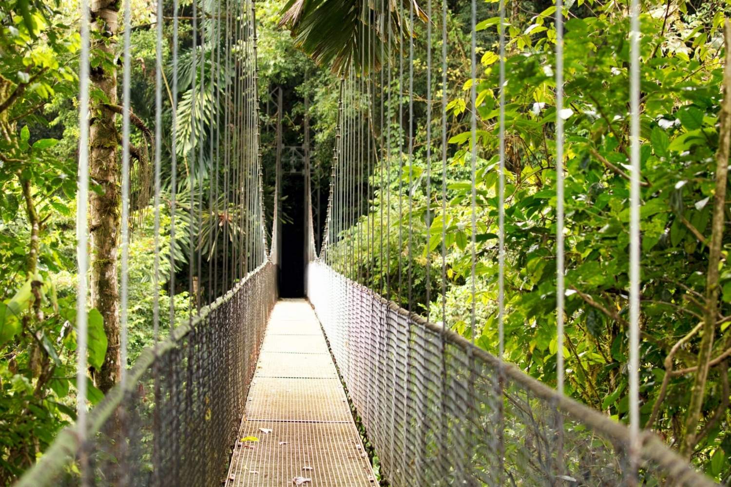 secrets-of-costa-ricas-canopy-walks-in-manuel-antonio-park