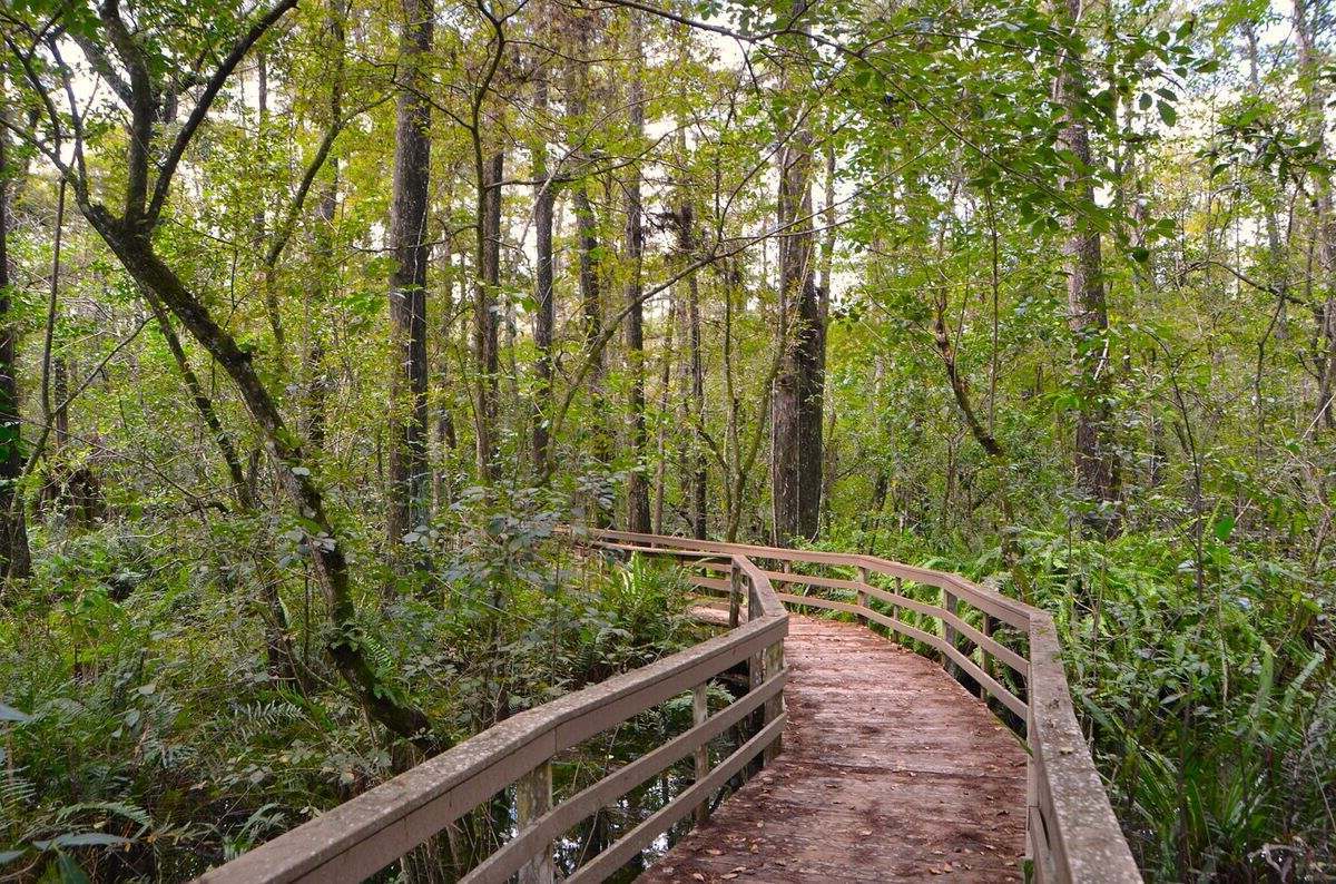 secrets-of-floridas-corkscrew-swamp-orchids