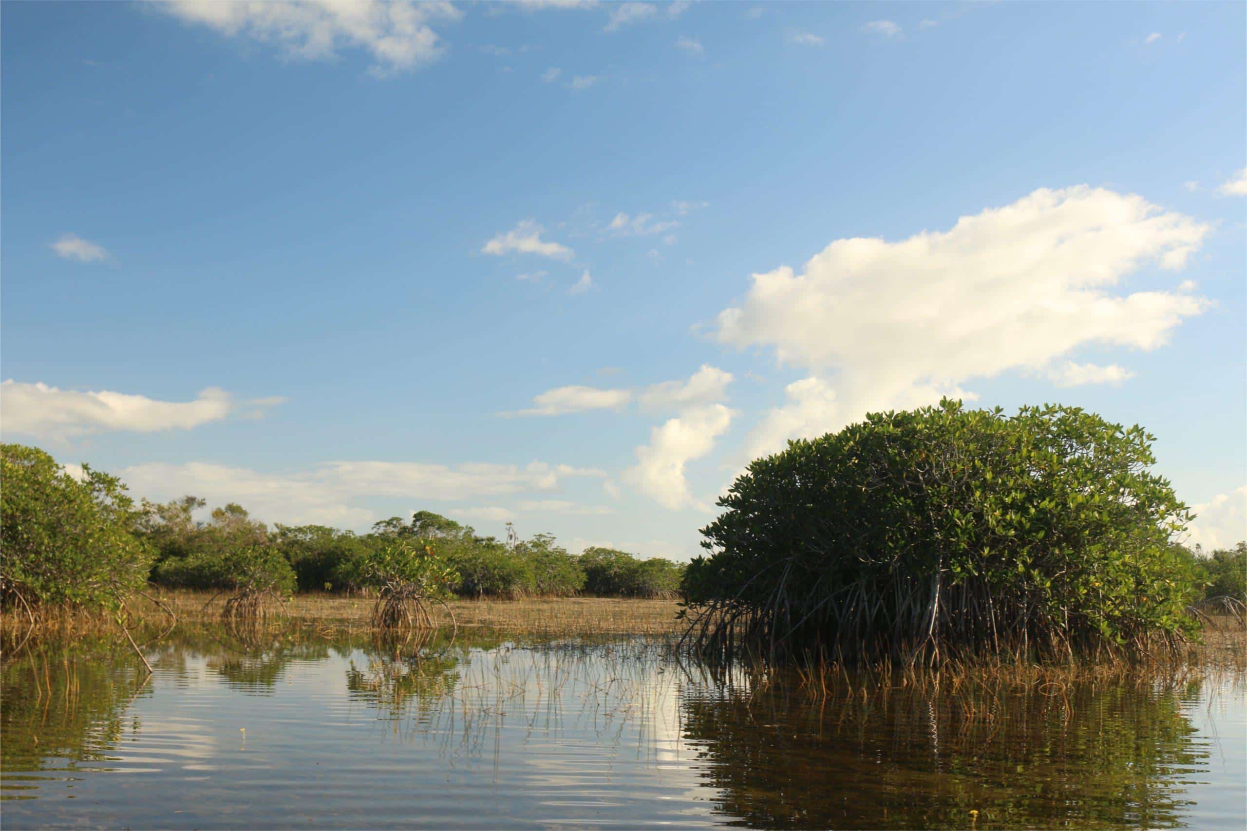 secrets-of-floridas-everglades-mangrove-research-sites