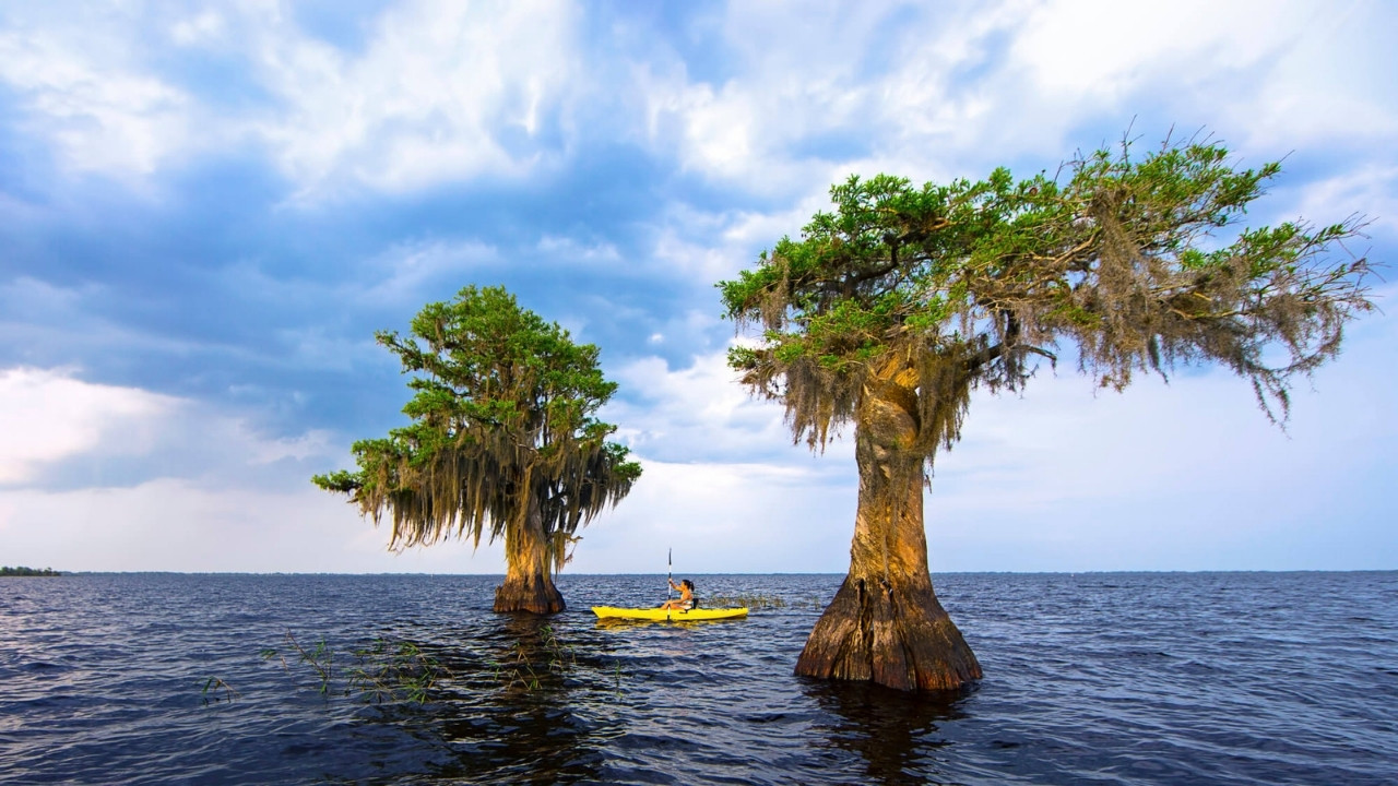 secrets-of-floridas-lake-kissimmee-blue-cypress-trees