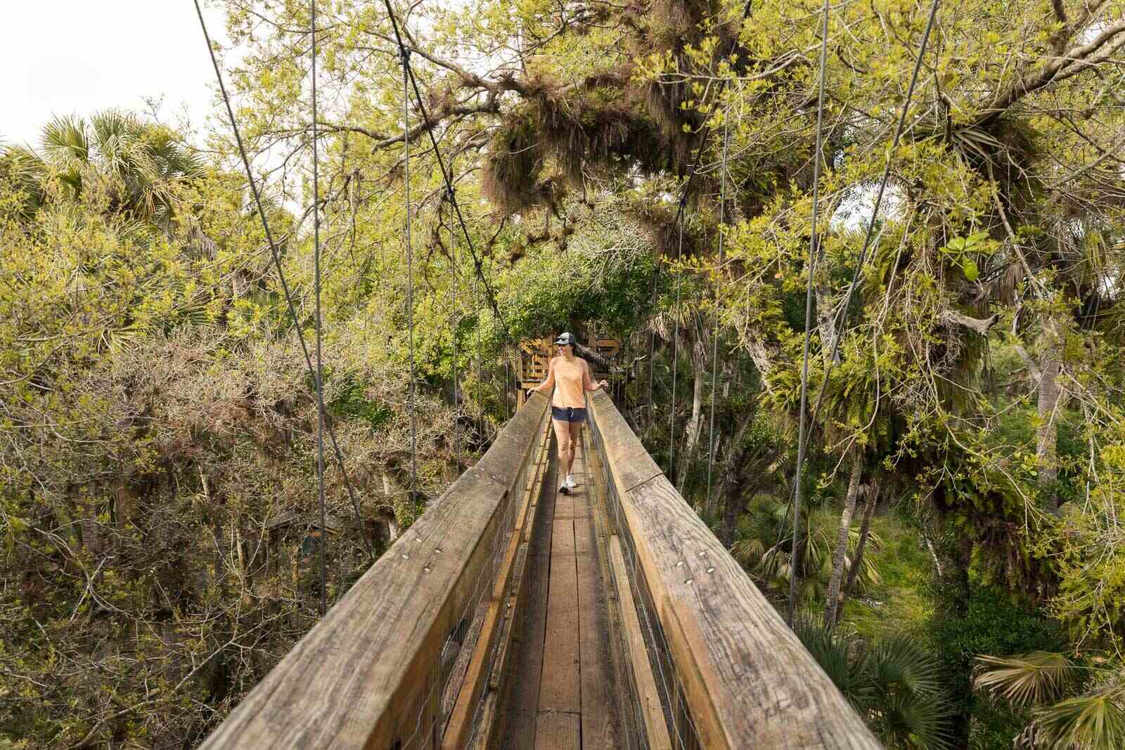 secrets-of-floridas-myakka-river-canopy-walks