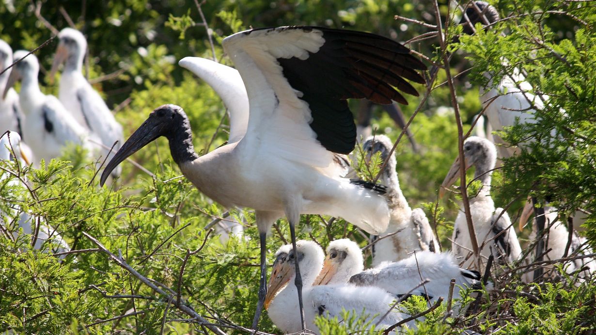 secrets-of-georgias-altamaha-river-wood-stork-rookeries