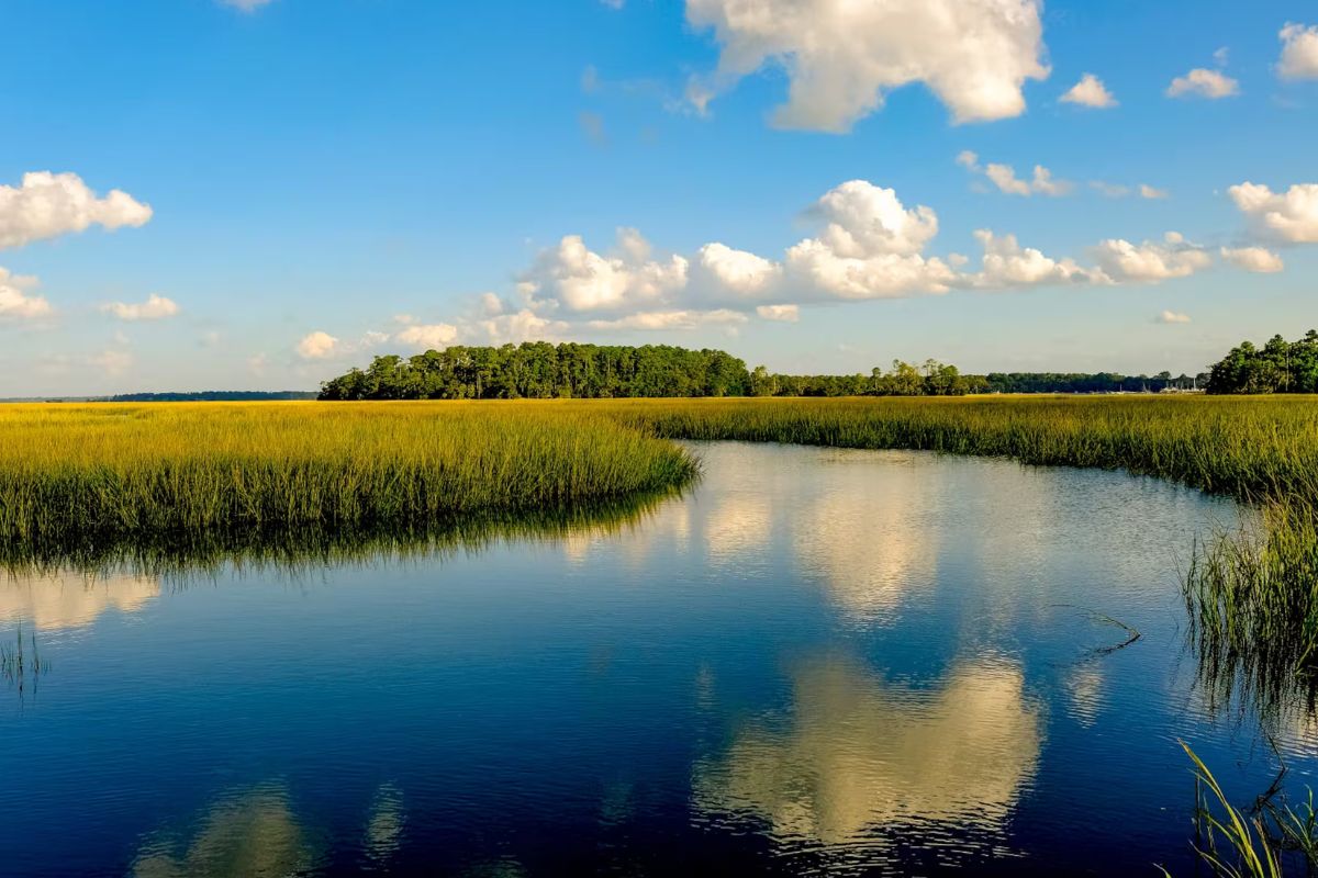 secrets-of-georgias-sapelo-island-tidal-marsh-terrapin-nesting-beaches