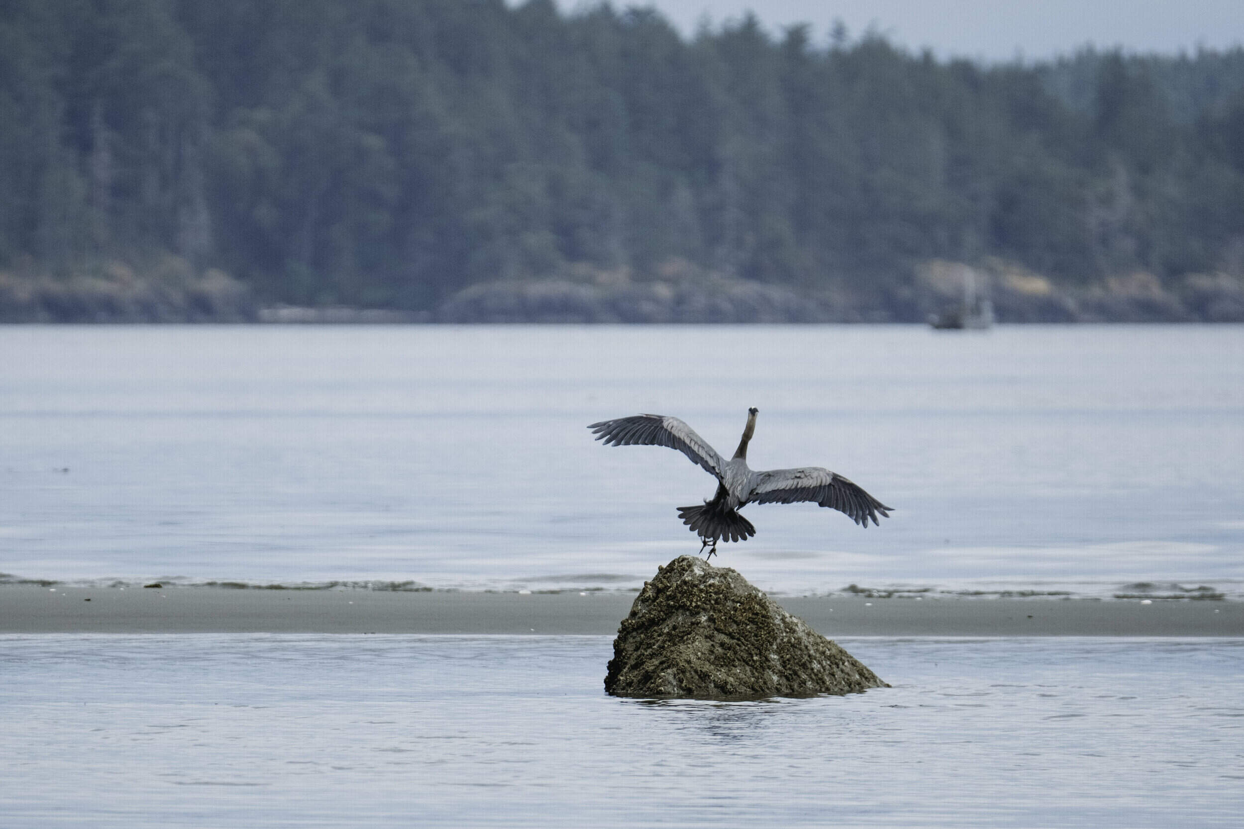 secrets-of-great-blue-heron-feeding-spots-on-wassaw-island