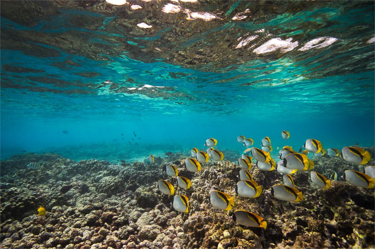 secrets-of-hawaiis-marine-ecosystem-research