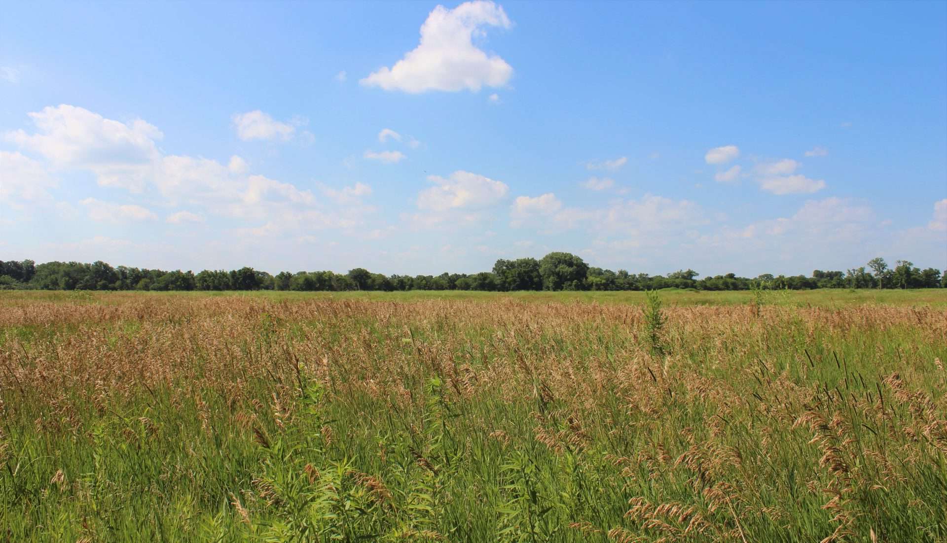 secrets-of-illinoiss-midewin-grassland-restoration-sites