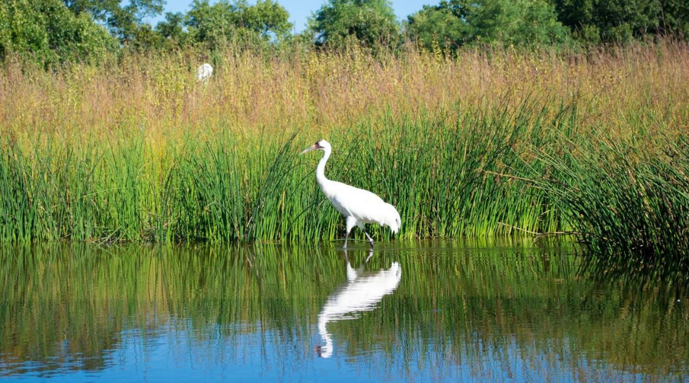 secrets-of-iowas-big-marsh-wildlife-wetlands