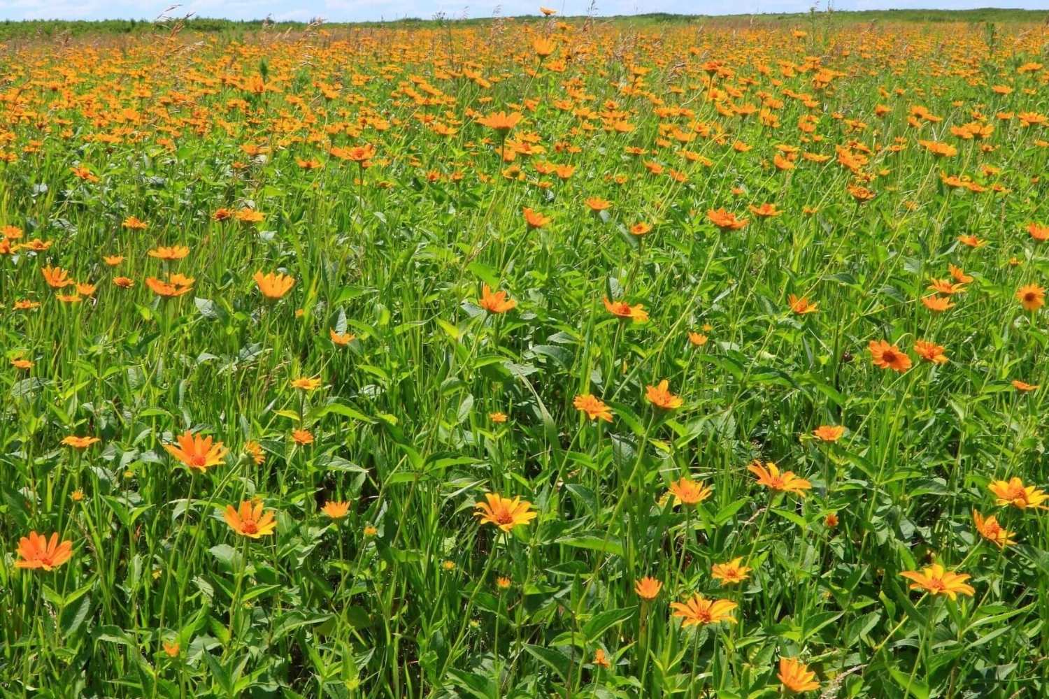 secrets-of-iowas-hayden-prairie