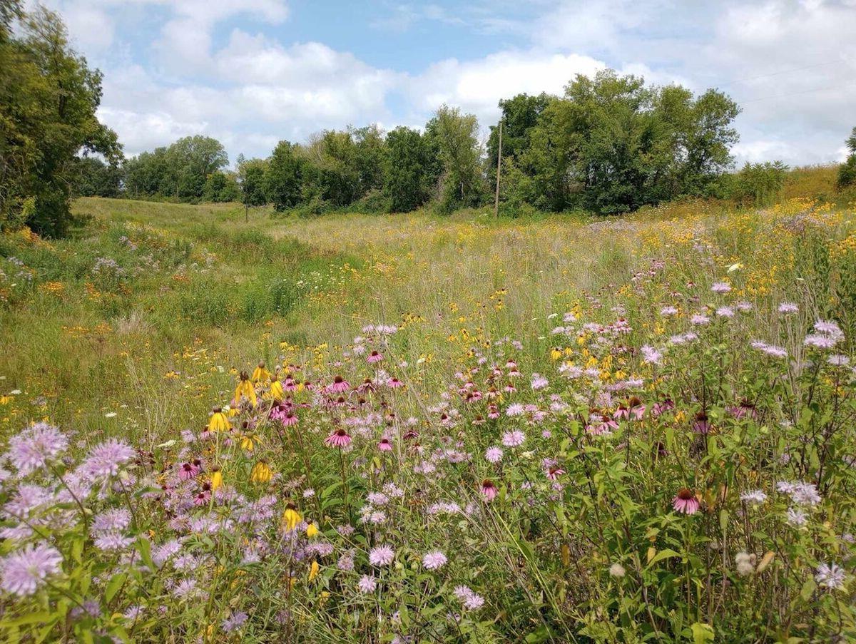 secrets-of-iowas-hayden-prairie-state-preserve