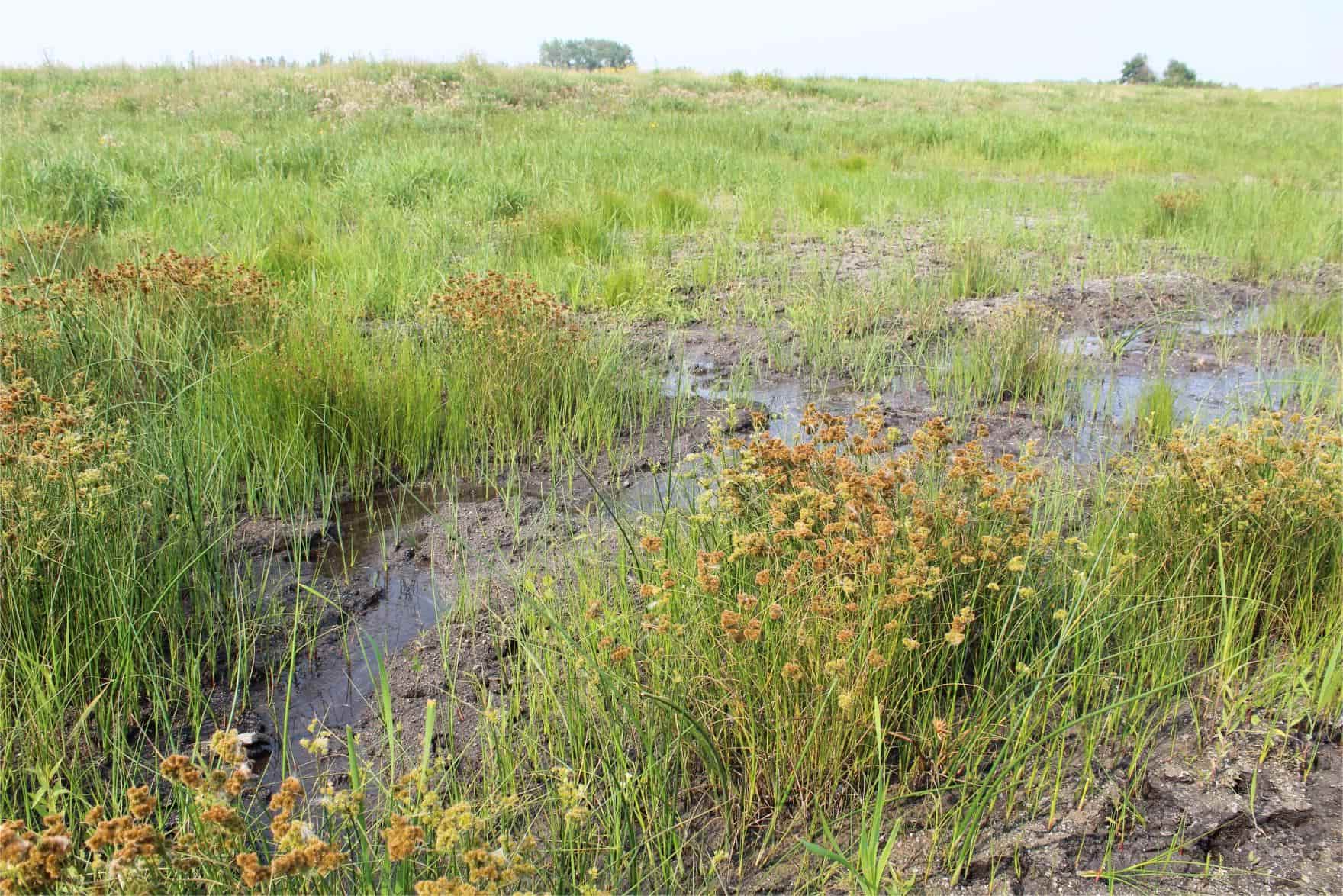 secrets-of-iowas-hayden-prairie-wetlands