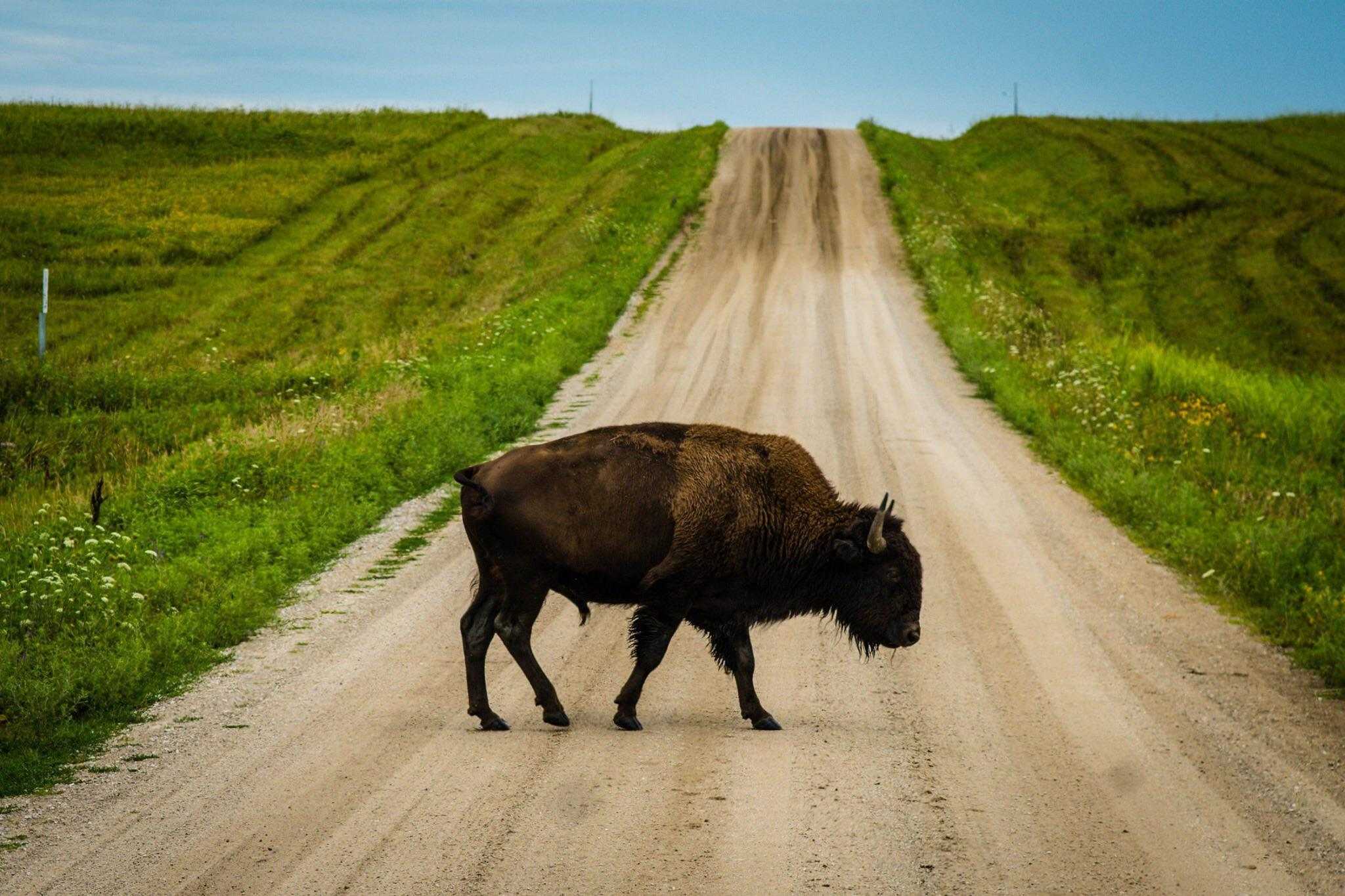 secrets-of-iowas-neal-smith-refuge-stream