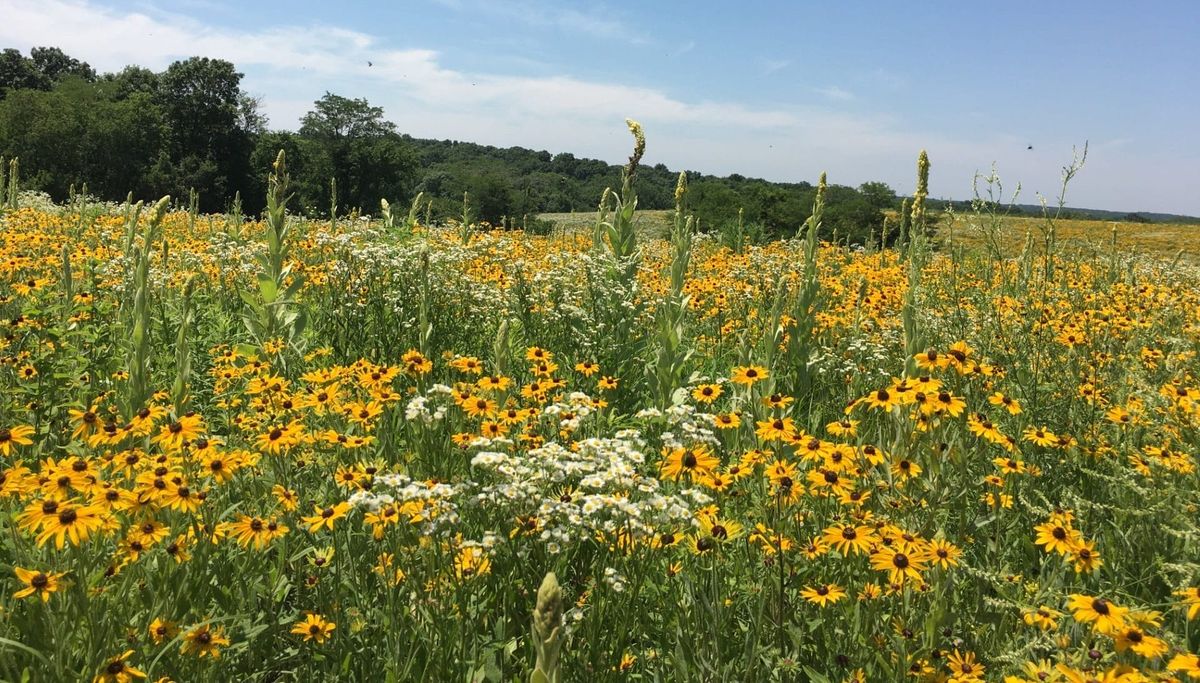 secrets-of-iowas-prairie-pollinator-research-sites