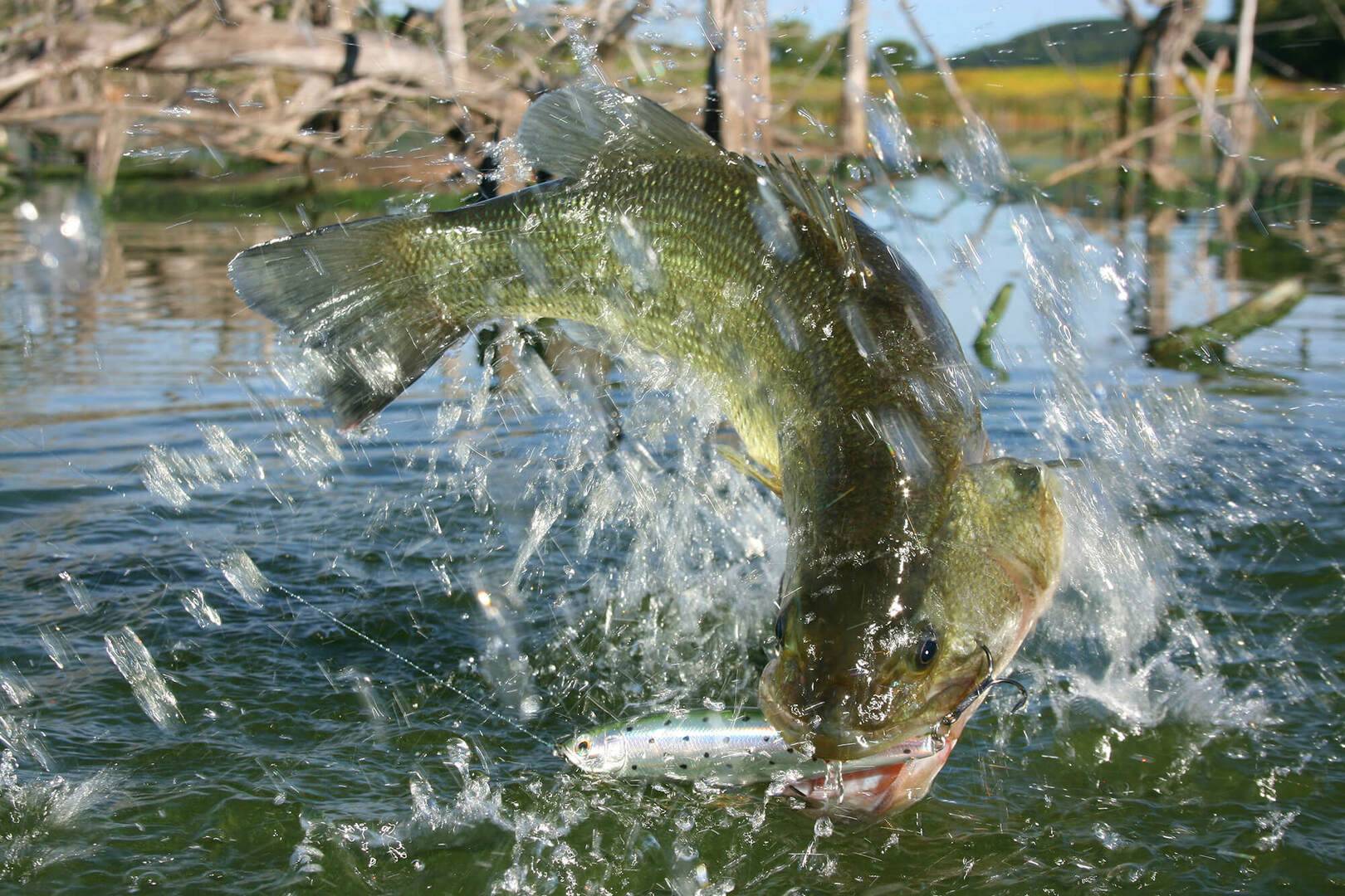 secrets-of-iowas-root-river-fish-spawning-beds
