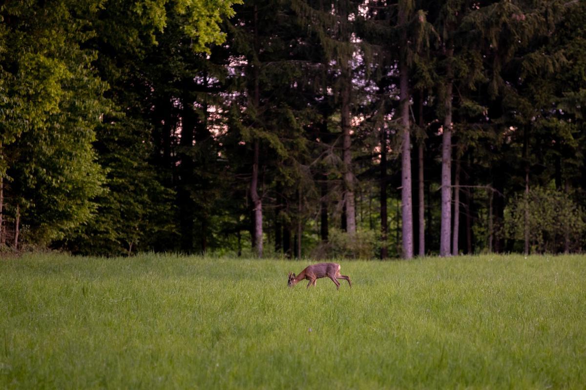 secrets-of-kentuckys-big-woods-wildlife