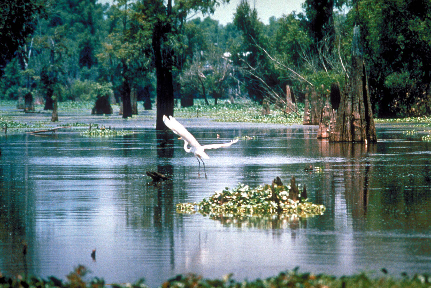secrets-of-louisianas-atchafalaya-basin-settlements