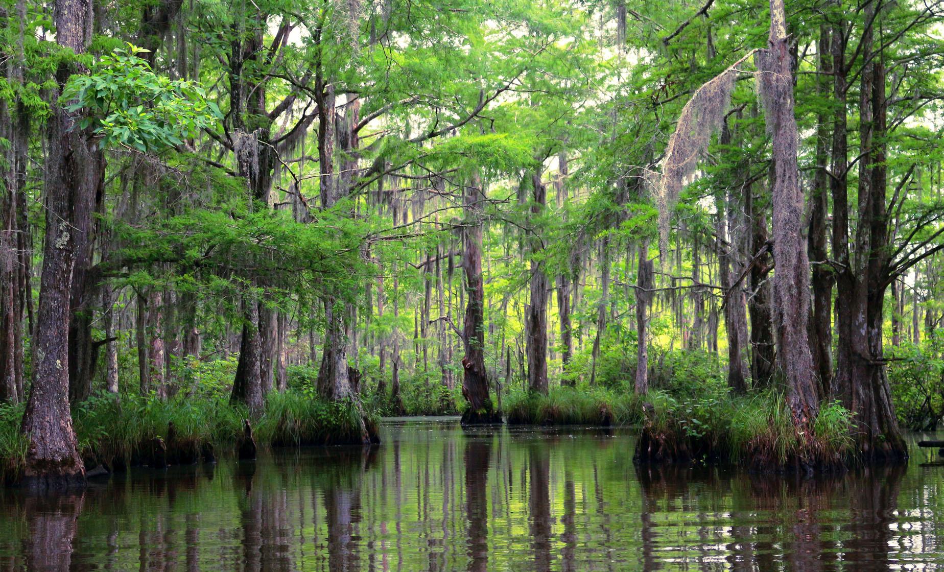 Secrets-Of-Louisiana8217s-Barataria-Preserve-Swamp-Rabbits secrets-of-louisianas-barataria-preserve-swamp-rabbits