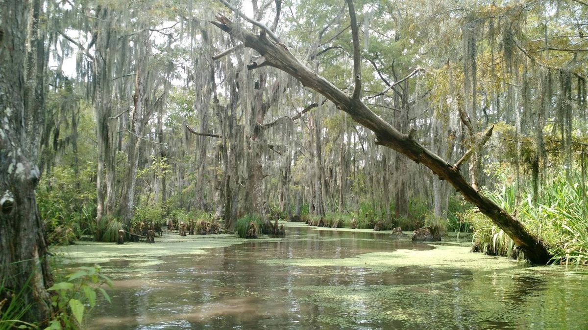 secrets-of-louisianas-pearl-river-alligator-alley