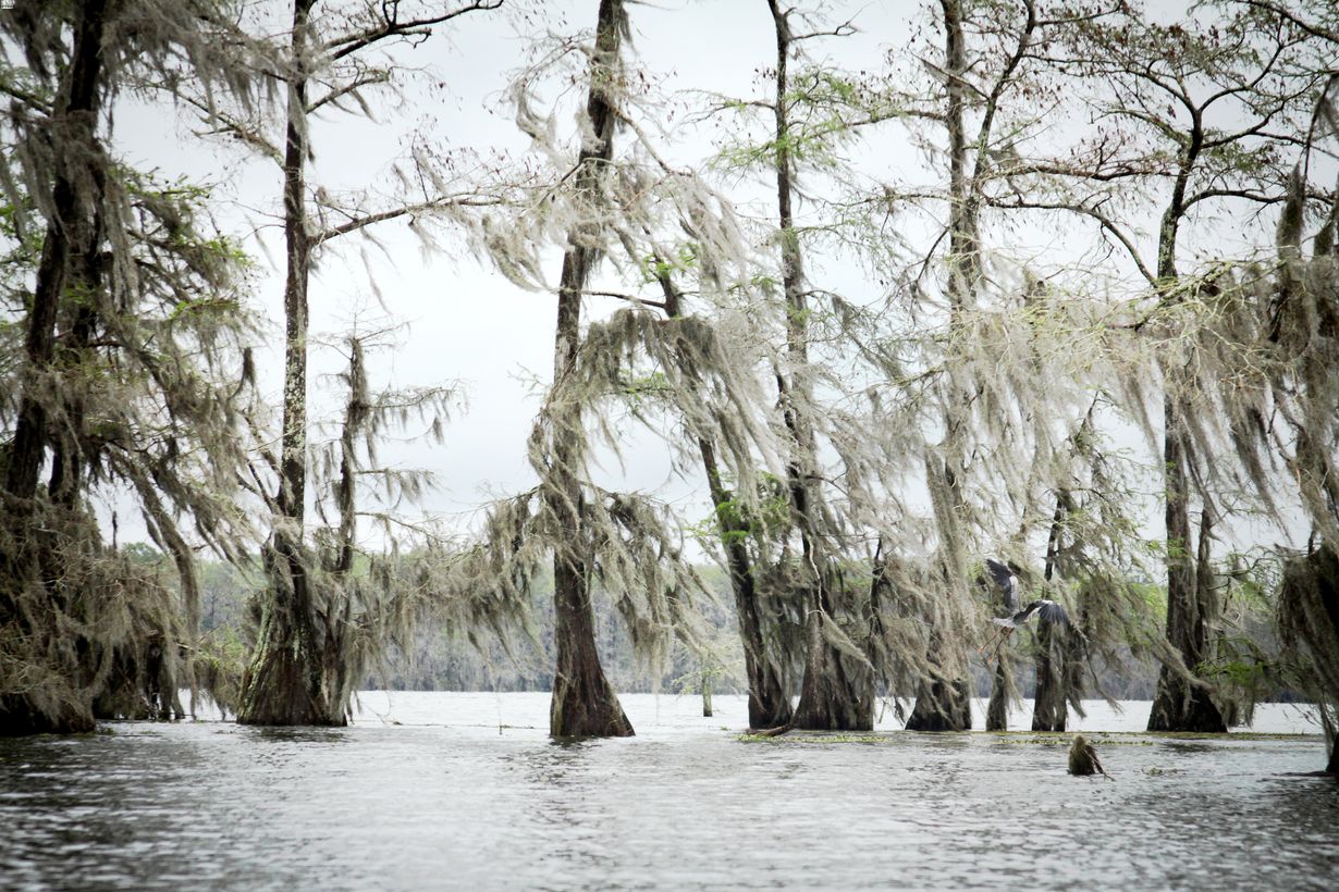 secrets-of-louisianas-vermilion-parish-salt-water-springs