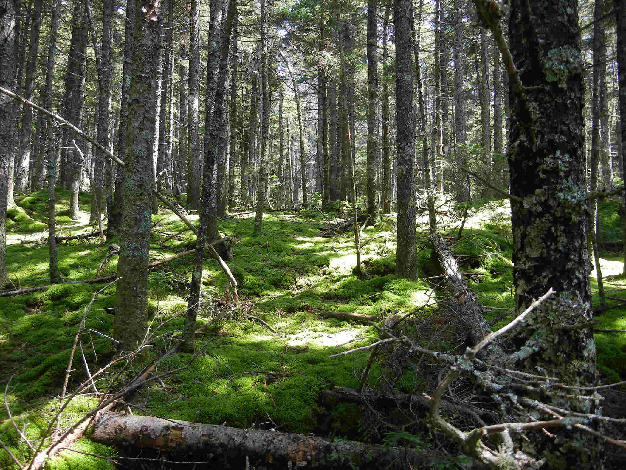 secrets-of-maines-hubbard-brook-hydrology