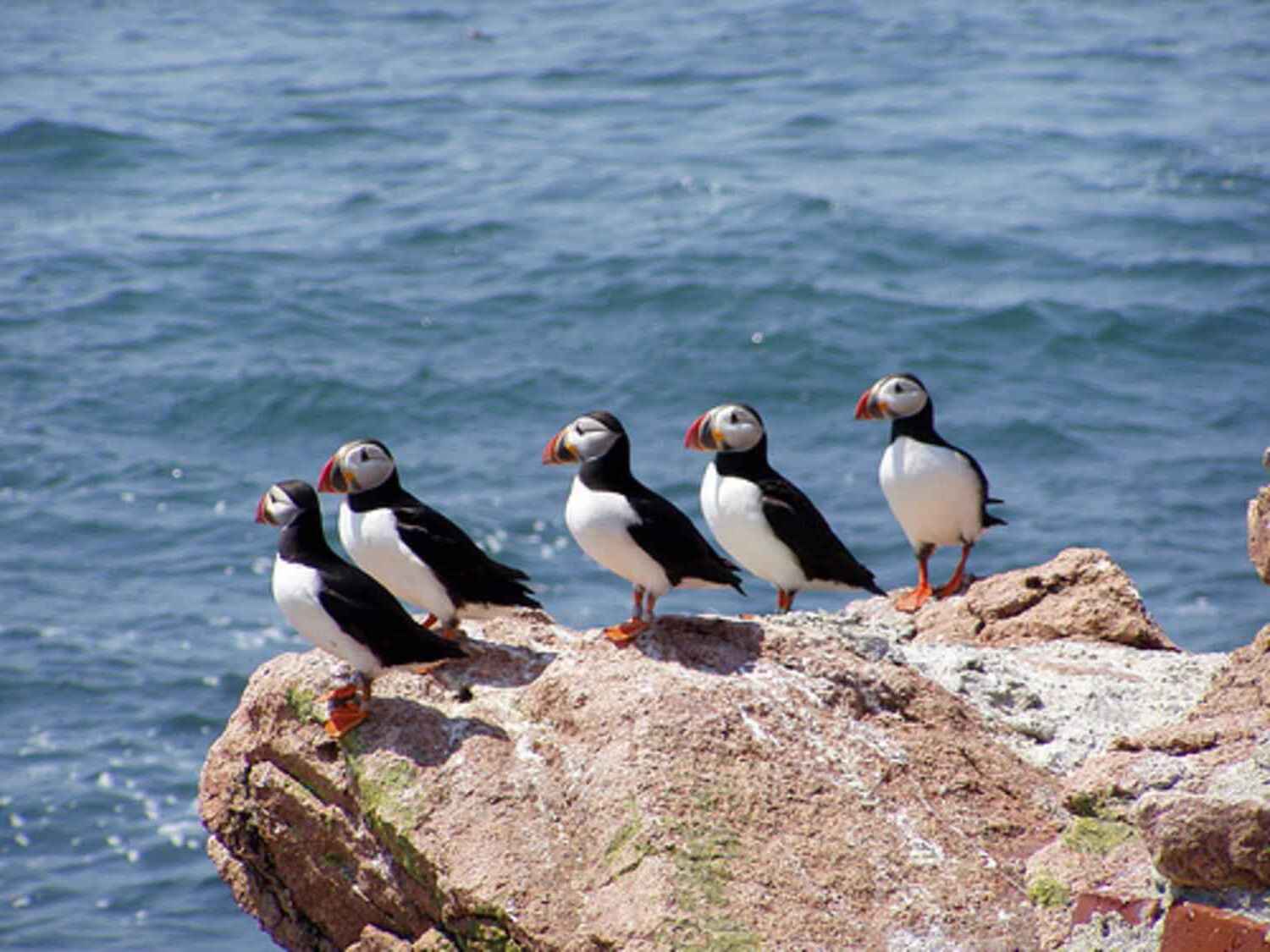 secrets-of-maines-puffin-nesting-caves