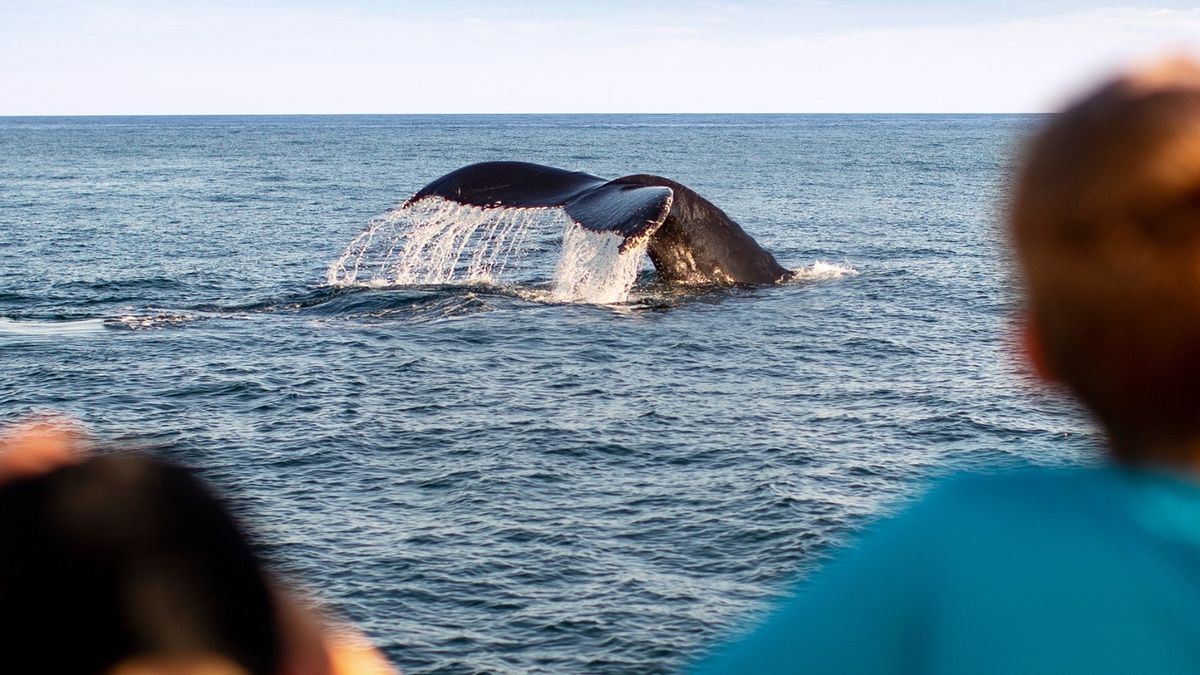 secrets-of-maines-stellwagen-bank-marine-sanctuaries
