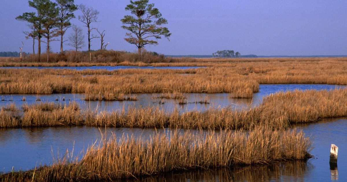 secrets-of-marylands-bird-conservation-centers
