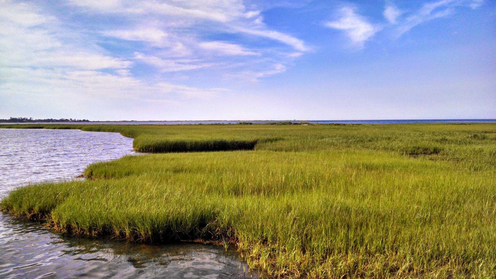 Secrets-Of-Massachusetts8217-Coastal-Salt-Marsh-Clapper-Rail-Nests secrets-of-massachusetts-coastal-salt-marsh-clapper-rail-nests
