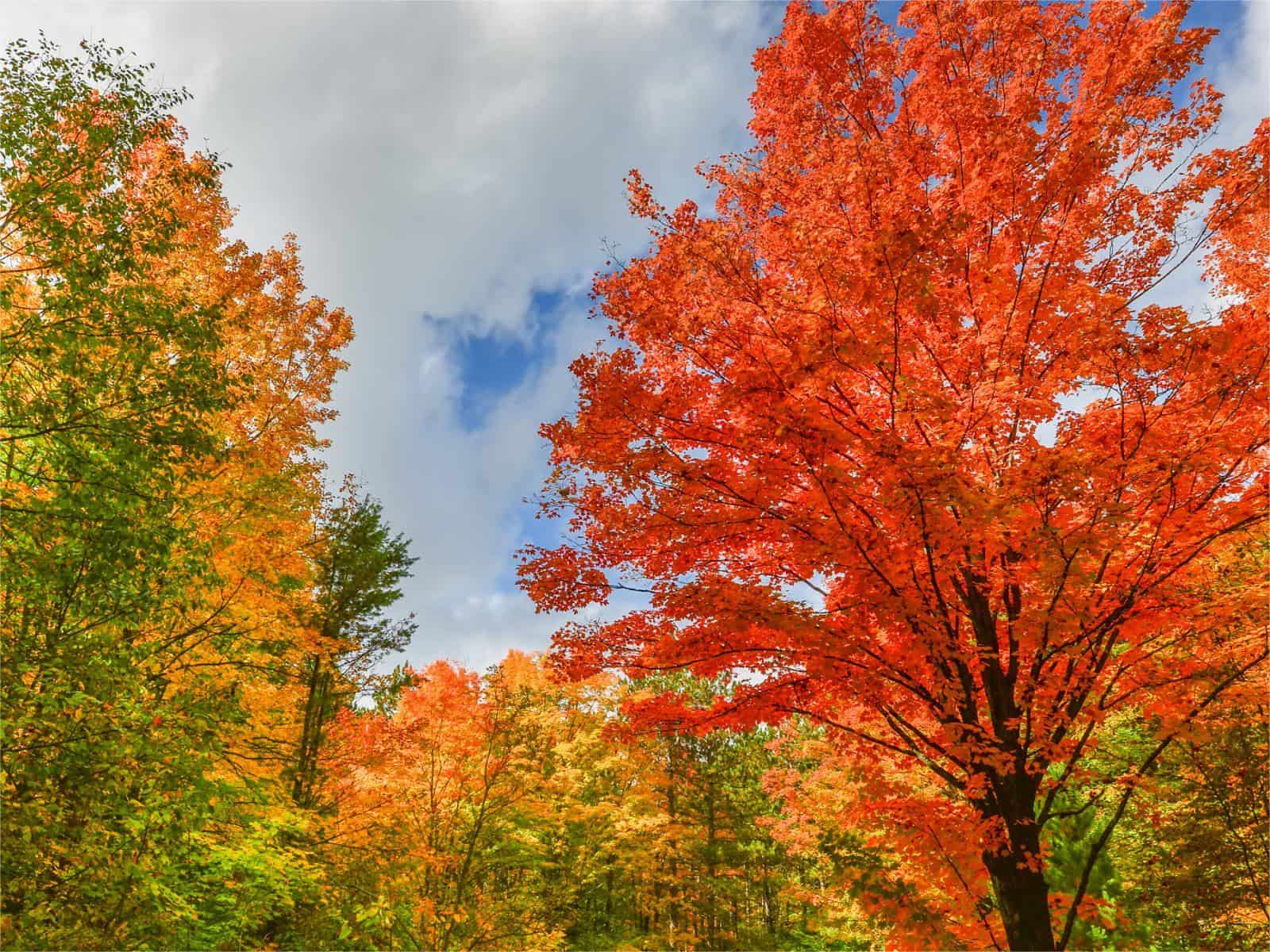 secrets-of-michigans-hartwick-pines-forest-glades