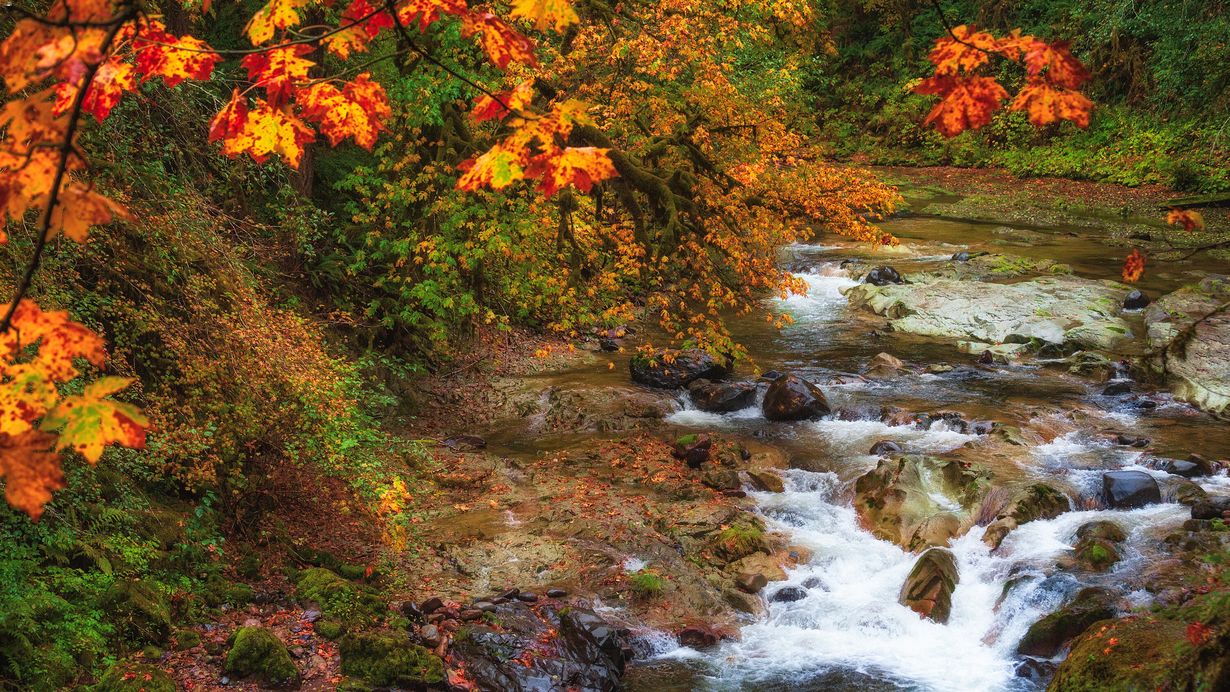 secrets-of-michigans-tahquamenon-falls-forest-glades
