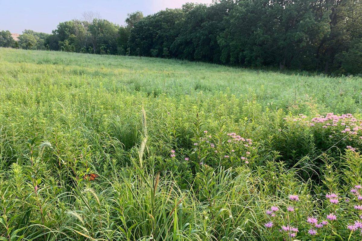 secrets-of-minnesotas-prairie-carbon-research-plots