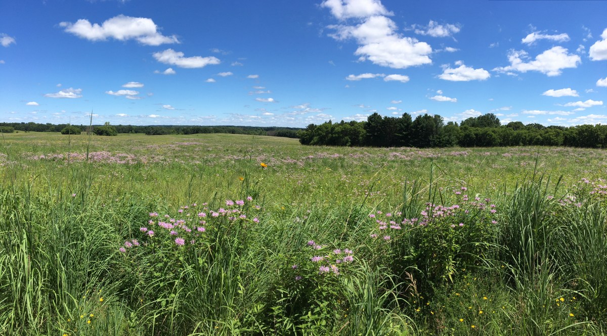 secrets-of-minnesotas-prairie-sloughs