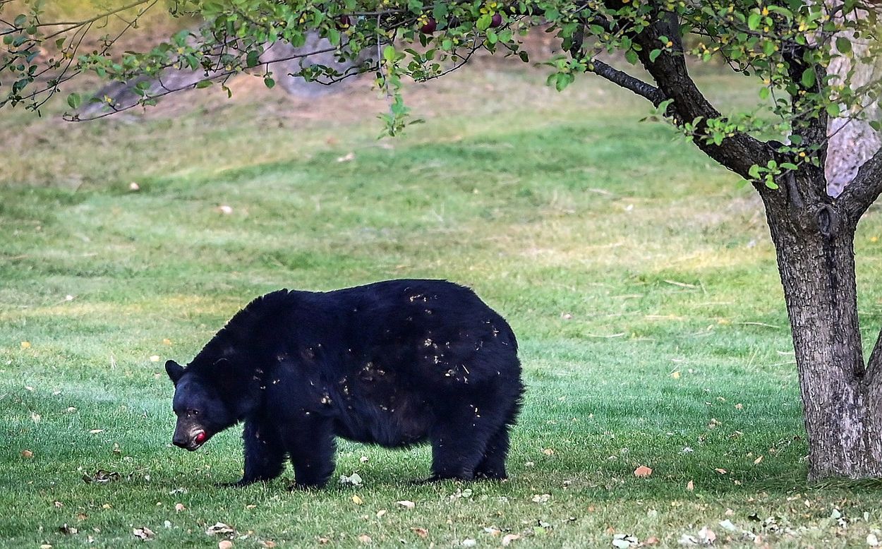 secrets-of-montanas-flathead-wildlife-research