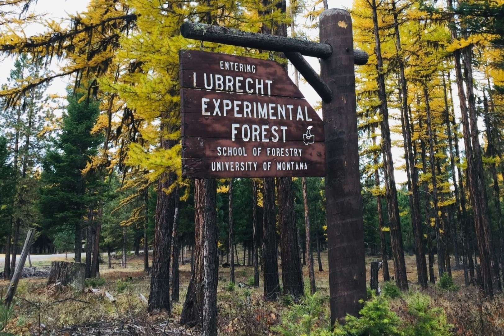 secrets-of-montanas-forest-research-foundation