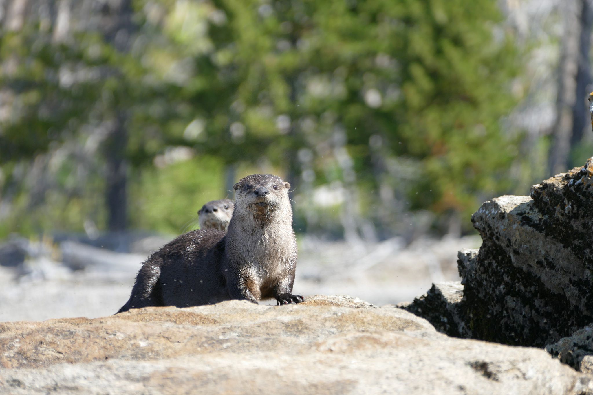 secrets-of-montanas-yellowstone-river-otter-dens