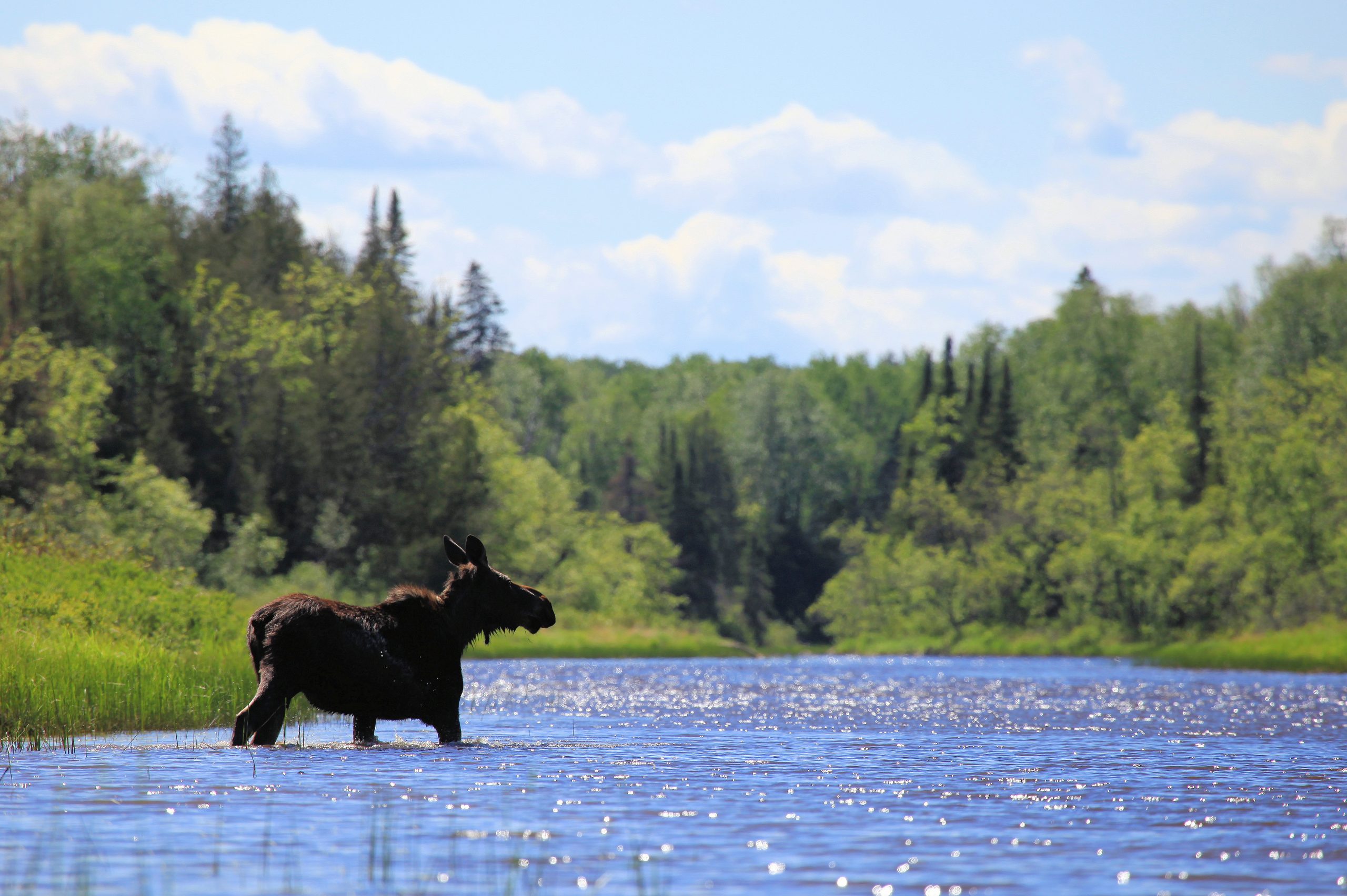 Secrets-Of-Moose-Wallows-On-Minnesota8217s-Gunflint-Trail secrets-of-moose-wallows-on-minnesotas-gunflint-trail