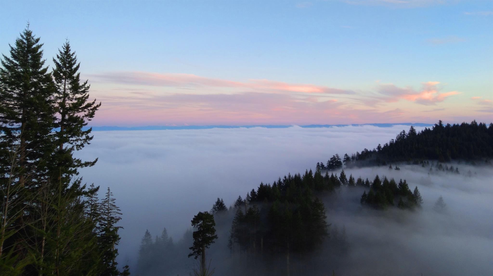 secrets-of-mushroom-hunting-in-oregons-coast-range