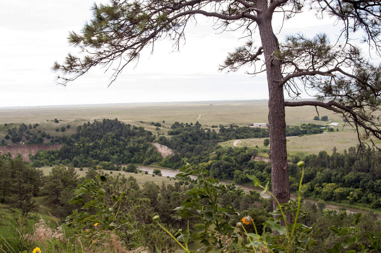 secrets-of-nebraskas-pine-ridge-mountain-lion-corridors